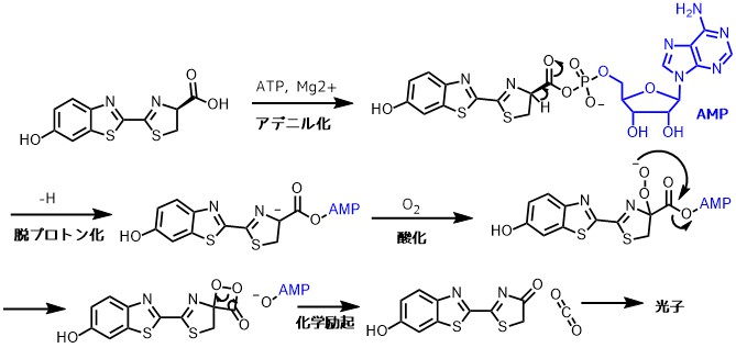 ホタル生物発光の反応経路