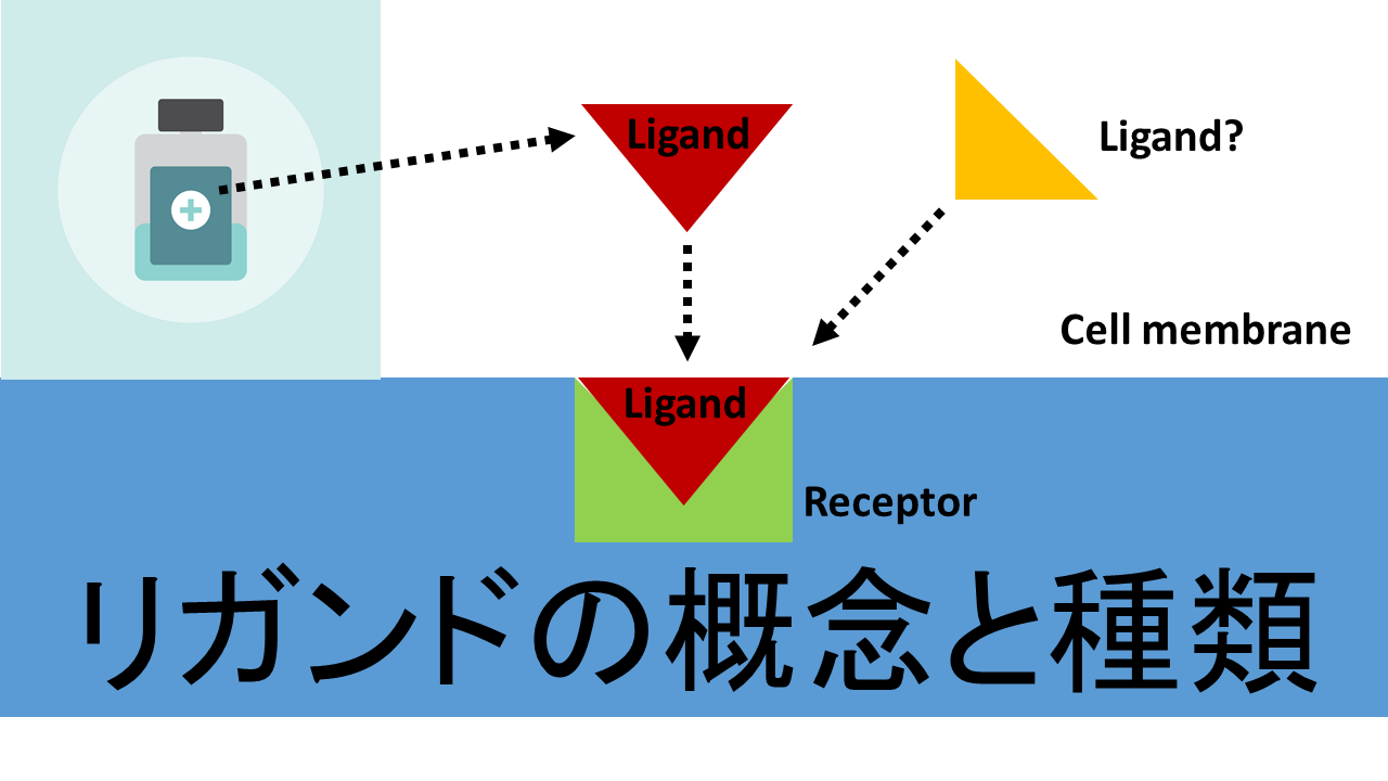 アンタゴニストとは何ですか？
