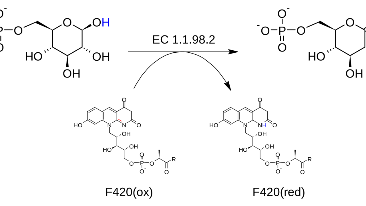 補酵素の種類と働き｜ネットde科学