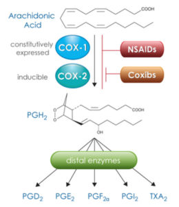 アラキドン酸が疼痛発生の鍵！プロスタグランジンH2とCOXの関係