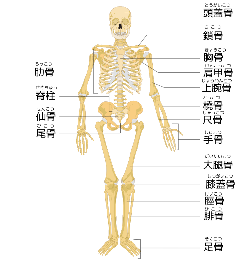 名前 足 の 骨 の イラスト図解「ひざ関節、足、下半身の構造」／骨・筋肉・靭帯・腱の名称や働き
