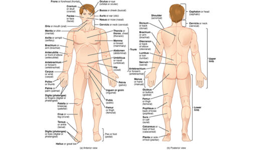 医学領域での人体の方向の表現の仕方