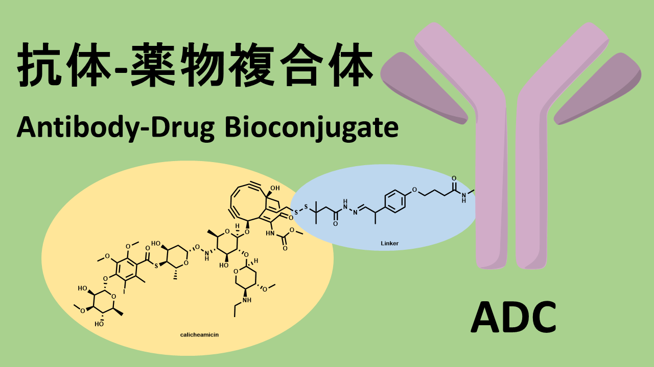抗体薬物複合体 (抗体医薬複合体) : Antibody-Drug Conjucate (ADC)