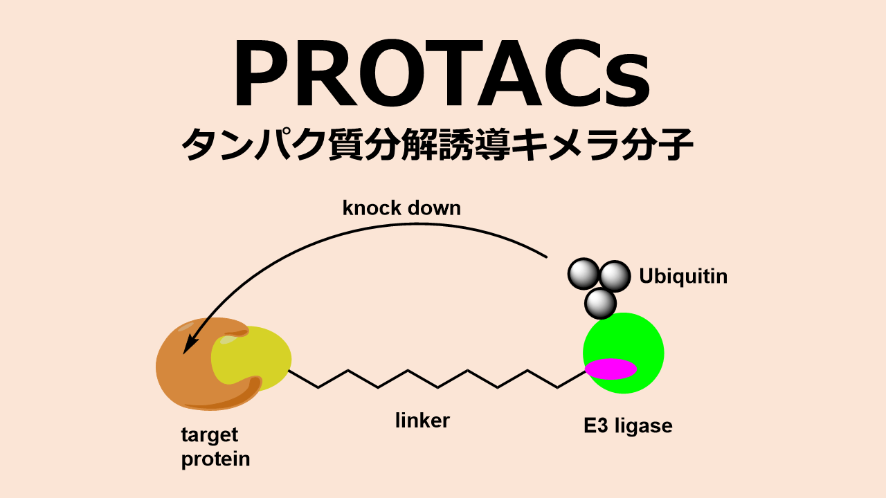 PROTACs: タンパク質分解誘導キメラ分子 (Proteolysis Targeting Chimeras)