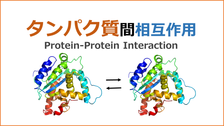 タンパク質間相互作用: Protein-Protein Interaction (PPI)