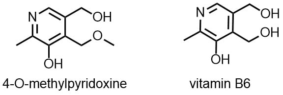 ビタミンB6とMPN(4-O-メチルピリドキシン)