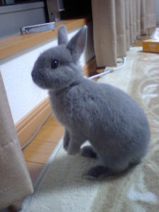うさぎの耳はなぜ長いの ネットdeカガク