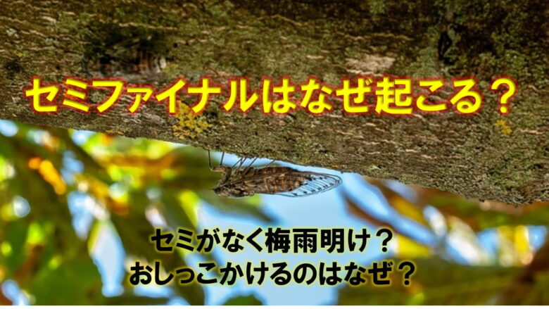 なぜセミファイナルは起きる 蝉の不思議集 ネットdeカガク