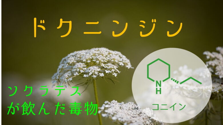 ドクニンジンの毒成分コニイン ネットdeカガク