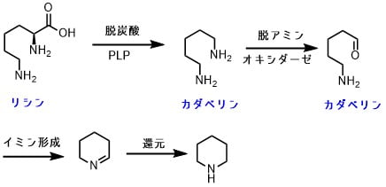 ピペリジンアルカロイドの化学 種類 一覧 ネットdeカガク