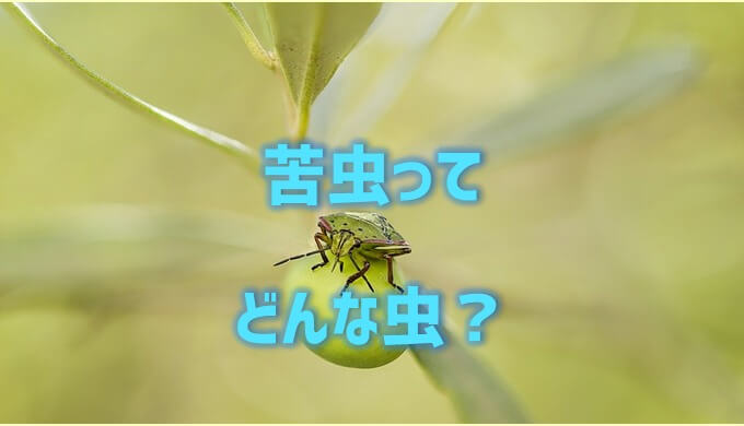 苦虫を噛み潰したようなの苦虫ってどんな虫 ネットdeカガク