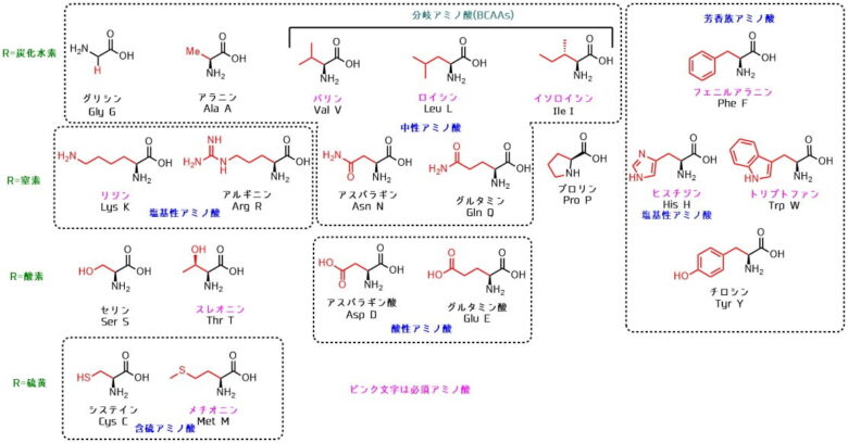 アミノ酸の種類と構造の一覧 ネットdeカガク