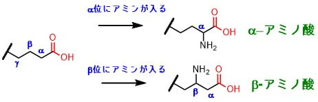 αアミノ酸とβアミノ酸