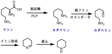 リジンからピペリジンの生合成