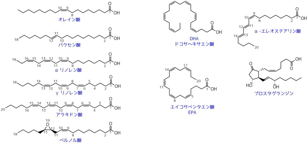 あす けん 飽和 脂肪酸