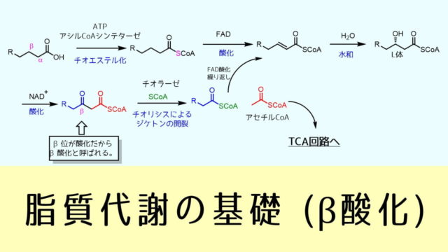 β酸化 脂質代謝の基礎 ネットdeカガク