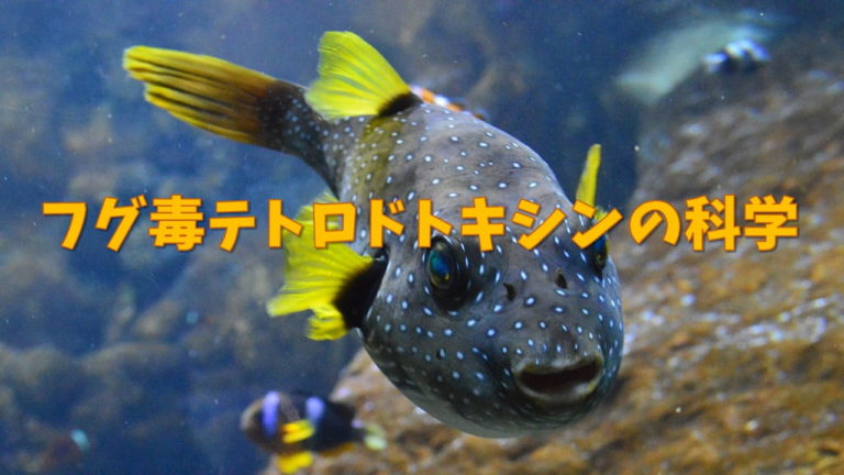フグ毒テトロドトキシンの科学 | ネットdeカガク