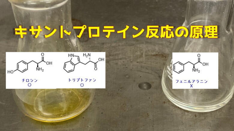 キサントプロテイン反応の原理 -芳香族アミノ酸を黄変色で検出