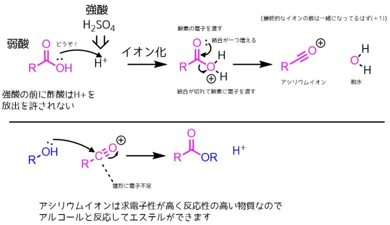 フィッシャーエステル化 酸触媒を使ったカルボン酸のエステル化 ネットdeカガク