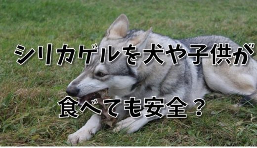 首なし鶏マイクはなぜ生きられた 嘘か本当か ネットdeカガク