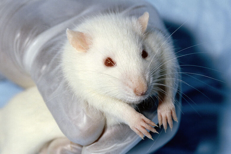 ラットとマウスの違いは 実験動物での使い分け ネットdeカガク