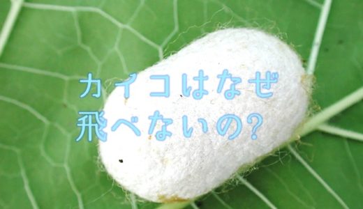 蟻に噛まれたら アリは噛んで刺す チクチク痛みの処置 ネットdeカガク