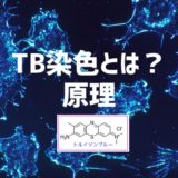TB染色 トルイジンブルー染色とは？何を染める色素？原理