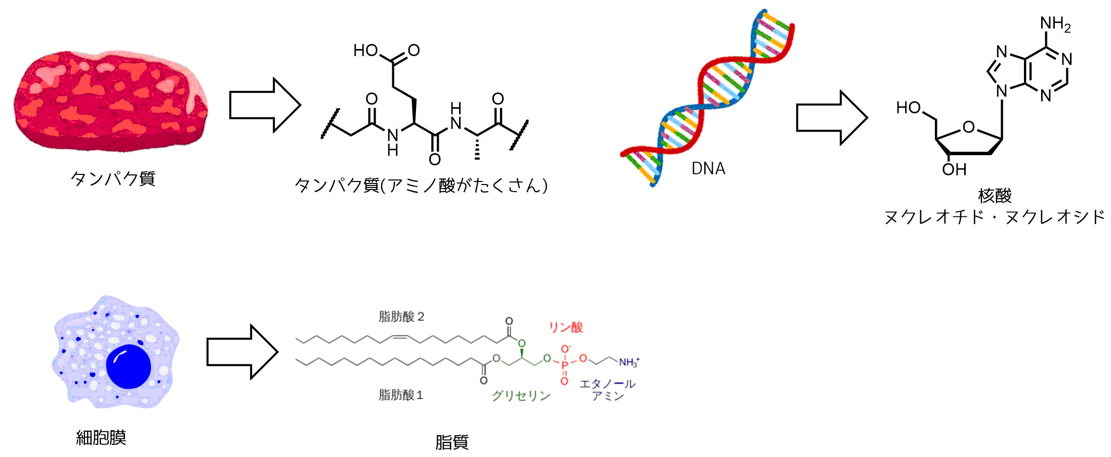 有機化学とは？簡単に他の化学との違いや内容を解説！ | ネットdeカガク