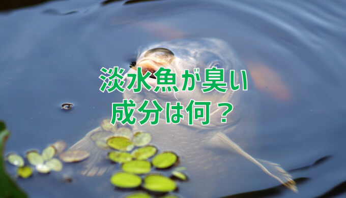 淡水魚はなぜ生臭いの においの成分とは ネットdeカガク 淡水魚はなぜ生臭いの においの成分とは ネットdeカガク