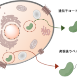 タンパク質のラベル化手法 細胞内と細胞外のタンパク質ラベル化