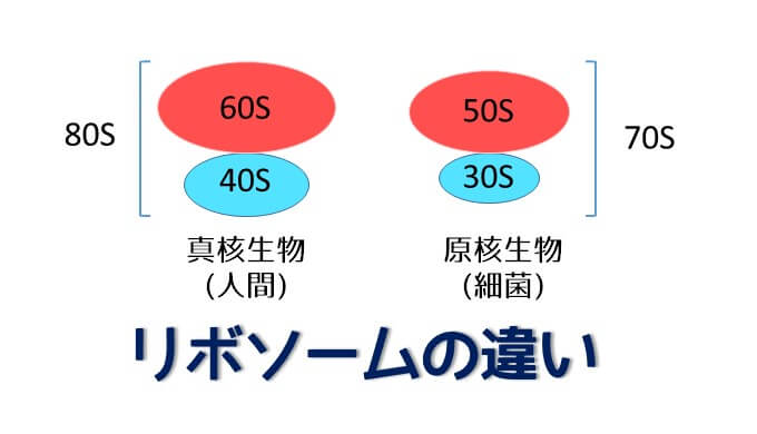 細胞の膜構造について Ppt Download