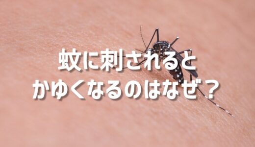 蚊に刺されるとかゆくなるのはなぜ？大きく腫れる人の違い
