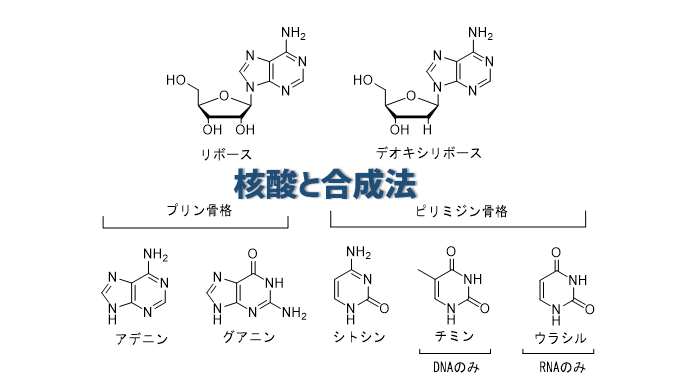 核酸とは何か？ | ネットdeカガク 
